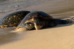 Green Sea Turtles on Hookipa Beach   Maui Hawaii 4301